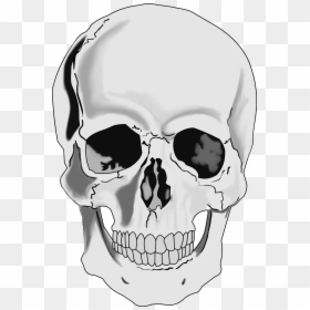 Transparent Background Skull Clipart, HD Png Download - skeleton png