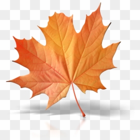 Single Fall Leaf Clipart, HD Png Download - fall leaves png