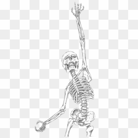 Drawing, HD Png Download - skeleton png