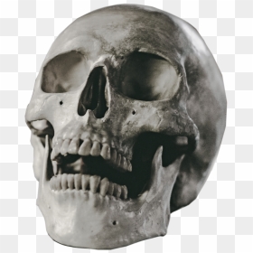 Skull, HD Png Download - skeleton png