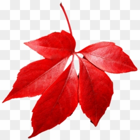 Red Leaves Transparent Background, HD Png Download - fall leaves png