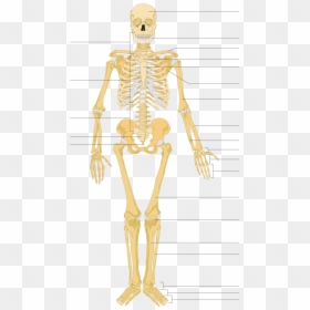 Many Bones In The Human Body, HD Png Download - skeleton png
