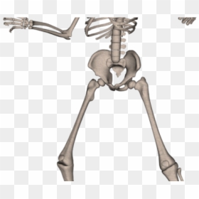 Skeleton Free Image Png, Transparent Png - skeleton png