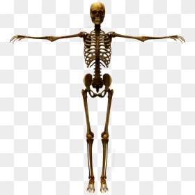 Human Bones Png, Transparent Png - skeleton png