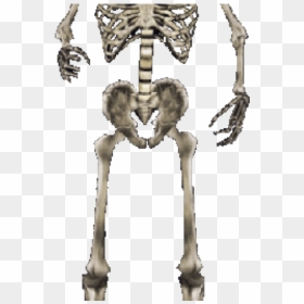 Morrowind Skull, HD Png Download - skeleton png