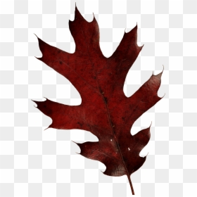 Oak Leaf Png Transparent, Png Download - fall leaves png