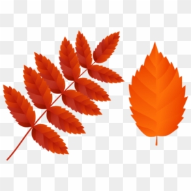 Dark Red Autumn Leaves, HD Png Download - fall leaves png