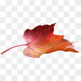 Fall Leaf Side View, HD Png Download - fall leaves png