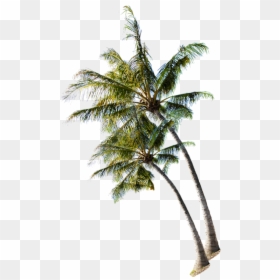 Coconut Tree Beach Png, Transparent Png - beach png