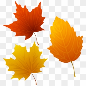 Autumn Leaves, HD Png Download - fall leaves png