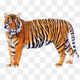 Tiger Png, Transparent Png - tiger png