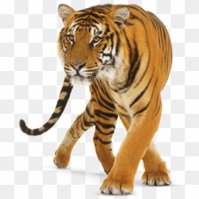Png Tiger Background Hd, Transparent Png - tiger png