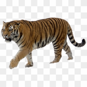 Tiger Video, HD Png Download - tiger png
