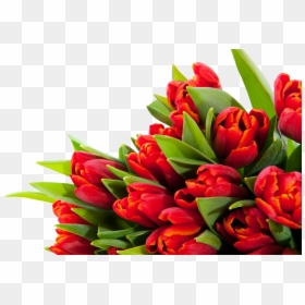 Артём С Днём Рождения Открытка, HD Png Download - floral png