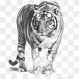 Black And White Tiger Drawing, HD Png Download - tiger png
