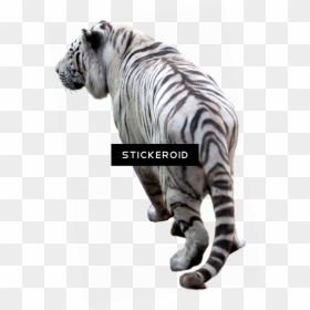 Png Hd Full Background, Transparent Png - tiger png