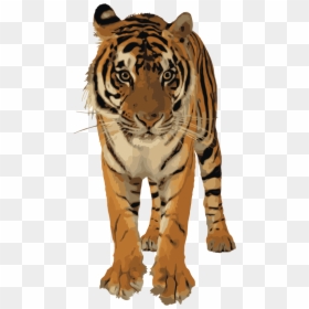 Royal Bengal Tiger Png, Transparent Png - tiger png