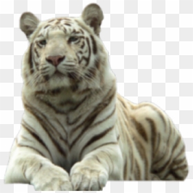 Endangered White Tiger, HD Png Download - tiger png