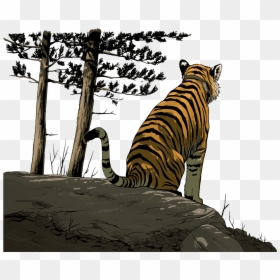 Siberian Tiger, HD Png Download - tiger png