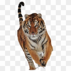 Real Tiger Running Png, Transparent Png - tiger png