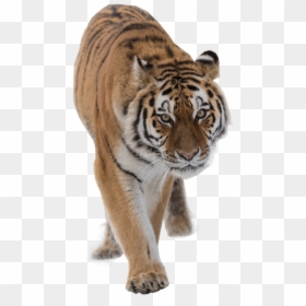 Siberian Tiger, HD Png Download - tiger png