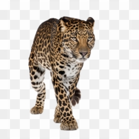 Amur Leopard White Background, HD Png Download - tiger png
