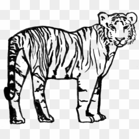 Siberian Tiger, HD Png Download - tiger png