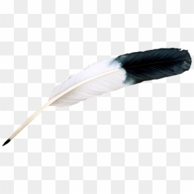 Bird Feather Png, Transparent Png - feather png