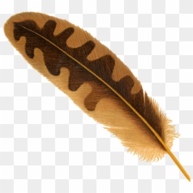Transparent Background Bird Feather Png, Png Download - feather png
