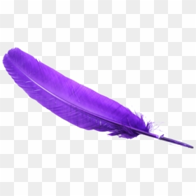 Feather Transparent Background Clipart, HD Png Download - feather png