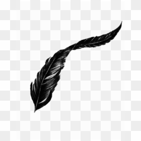 Black Feather Transparent Background, HD Png Download - feather png