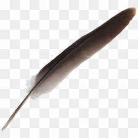 Feather, HD Png Download - feather png