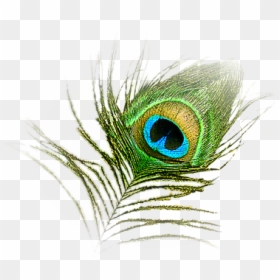 Peacock Feather Krishna Logo, HD Png Download - feather png
