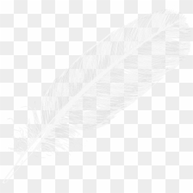 Transparent Background White Feather Png, Png Download - feather png