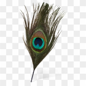 Peacock Feather Png, Transparent Png - feather png