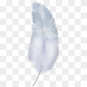 Transparent Background Feather Png, Png Download - feather png