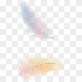 Png Transparent Feather Png, Png Download - feather png