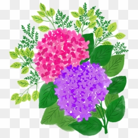 Hydrangea, HD Png Download - watercolor flowers png