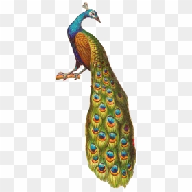 Peafowl, HD Png Download - feather png