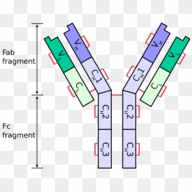 Antibody Heavy Chain, HD Png Download - cadenas png