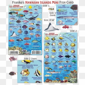 Fish Of Oahu Hawaii, HD Png Download - hawaiian islands png