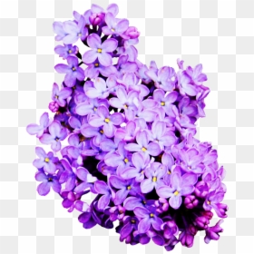 Lilac Colour Flower Png, Transparent Png - lavender flowers png