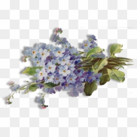 Transparent Forget Me Not Png, Png Download - lavender flowers png
