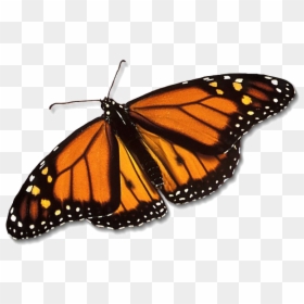 Real Monarch Butterfly Png, Transparent Png - monarch png