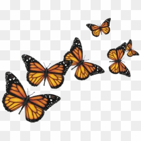 Transparent Background Butterflies Png, Png Download - monarch png