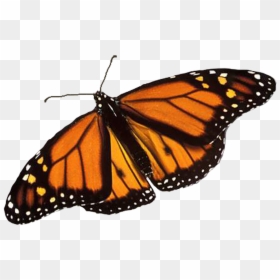 Transparent Background Monarch Butterfly Png, Png Download - monarch png