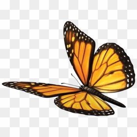 Monarch Butterfly, HD Png Download - monarch png