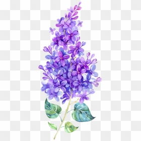 Lilac Watercolor, HD Png Download - lavender flowers png