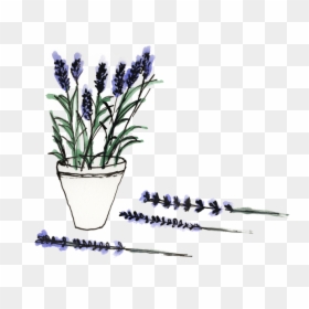 Lavandula Lanata, HD Png Download - lavender flowers png