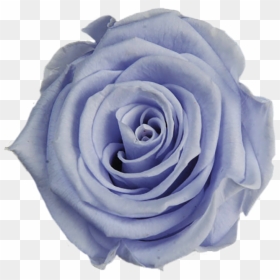 Garden Roses, HD Png Download - lavender flowers png